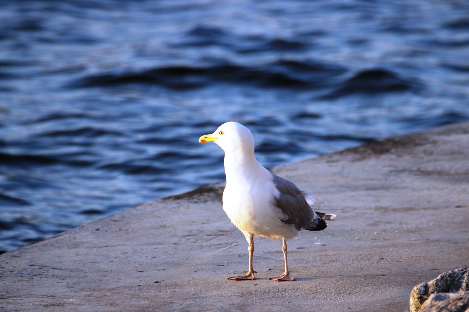 seagull3_large.jpg